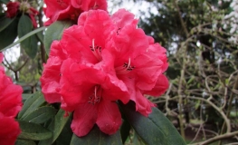Melissa- Рододендрон гибридный - Melissa- Rhododendron hybridum