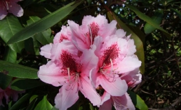 Mrs G. W. Leak- Рододендрон гибридный - Mrs G. W. Leak- Rhododendron hybridum