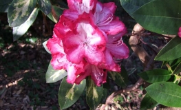 President Roosvelt- Рододендрон гибридный - President Roosvelt - Rhododendron hybridum