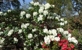 Rothenburg- Рододендрон гибридный - Rothenburg - Rhododendron hybridum
