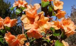 Trewithen Orange- Рододендрон гибридный - Trewithen Orange - Rhododendron hybridum