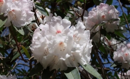 White Glory - Рододендрон гибридный - White Glory  - Rhododendron hybridum