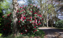 Рододендрон гибридный - Rhododendron sp.  - Rhododendron hybridum