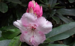 White Pearl -Рододендрон гибридный - White Pearl -  - Rhododendron hybridum