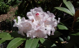 Rhododendron bureavii Robin - różanecznik Bureava - Rhododendron bureavii Robin
