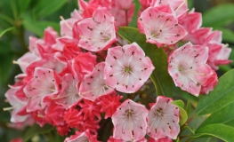 Kalmia latifolia 'Ostbo Red' - kalmia szerokolistna - Kalmia latifolia 'Ostbo Red'