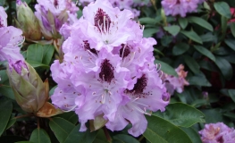 Blue Peter - Рододендрон гибридный - Blue Peter - Rhododendron hybridum