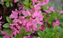 Diamant Rosa - Japanese Azalea - Diamant Rosa - Rhododendron