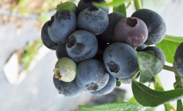 Bonifacy - Highbush Blueberry - Bonifacy - Vaccinium corymbosum