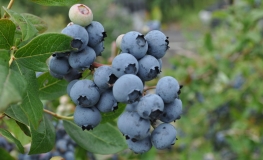 Jorma PBR - Halfhigh Blueberry - Jorma PBR - Vaccinium  angustifolium x Vaccinium corymbosum