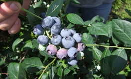 Aurora - Blueberry under license - Aurora - Vaccinium corymbosum