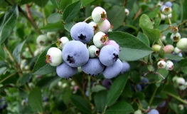 Liberty - Lizenzsorten Heidelbeere - Liberty - Vaccinium corymbosum