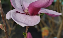 Picture - spruce magnolia - Magnolia x soulangeana 'Picture'