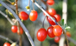 Lycium barbarum 'Big Berry' - Goji-Beere - Lycium barbarum 'Big Berry'