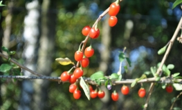 Lycium barbarum 'Sweet Berry' - jagoda Goji - Lycium barbarum 'Sweet Berry'