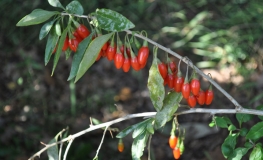 Lycium barbarum 'Korean Big' - Goji berry - Lycium barbarum 'Korean Big'