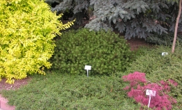 Pinus mugo 'Humpy' - kosodrzewina - Pinus mugo 'Humpy'