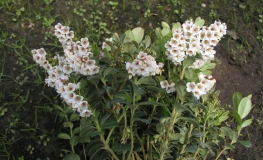 Vaccinium vitis-idaea - Preiselbeere - Vaccinium vitis-idaea