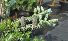 Abies koreana 'Silver Star' - jodła koreańska - Abies koreana 'Silver Star'