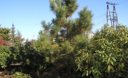 Pinus resinosa - sosna czerwona - Pinus resinosa