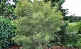 Betula pendula 'Trost's Dwarf' - Hänge-Birke ; Weiß-Birke ; Sand-Birke - Betula pendula 'Trost's Dwarf'