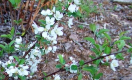 Malus toringo 'Tina' - Crabapple ; ornamental apple - Malus toringo 'Tina'