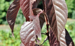 Prunus serrulata 'Amanogawa' - Japanische Blütenkirsche ; japanische Zierkirsche - Prunus serrulata 'Amanogawa'