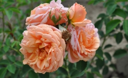 Francois Juranville - róża pnąca - Rosa Francois Juranville