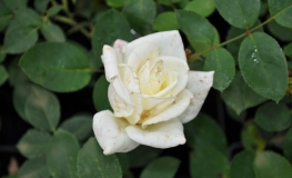 Athena - Grandiflora Rose - Rosa Athena