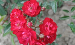 Fairy Dance - Bedding Rose - Rose Fairy Dance