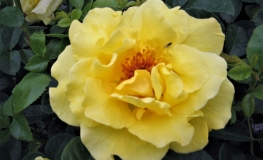 Jan Spek - róża wielkokwiatowa - Rose Jan Spek