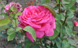 Pink Peace - Grandiflora Rose - Rosa Pink Peace