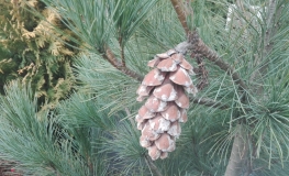 Pinus peuce  - sosna rumelijska - Pinus peuce