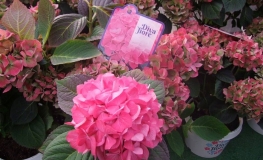 Hydrangea macrophylla ''Diva Fiore' PBR - Bauernhortensie - Hydrangea macrophylla 'Diva Fiore'