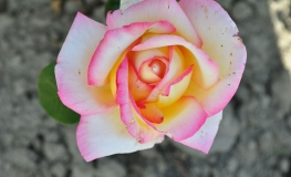 Peace - Grandiflora Rose - Rose Peace