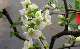 Chaenomeles speciosa 'Nivalis' - Chinesische Zierquitte - Chaenomeles speciosa  'Nivalis'