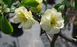Chaenomeles speciosa 'Yukigoten' - Flowering quince - Chaenomeles speciosa 'Yukigoten'
