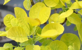 Cotinus coggygria 'Golden Spirit' PBR- Smoketree - Cotinus coggygria 'Golden Spirit'