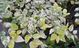 Fagus sylvatica 'Franken'- European Beech ;Purple Beech - Fagus sylvatica  'Franken'