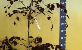 Fagus sylvatica  'Riversii' - Gemeine Buche ; Rot-Buche - Fagus sylvatica 'Riversii'