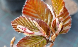 Fagus sylvatica 'Dawyck Purple' -  Gemeine Buche ; Rot-Buche - Fagus sylvatica 'Dawyck Purple'