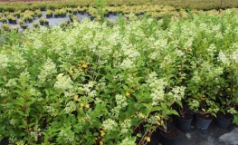 Hydrangea paniculata 'Kyushu' - hortensja bukietowa - Hydrangea paniculata 'Kyushu'