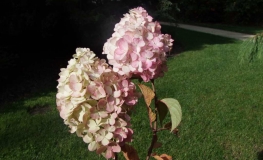 Hydrangea paniculata 'Silver Dollar'- hortensja bukietowa - Hydrangea paniculata 'Silver Dollar'