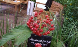 Viburnum opulus 'Compactum' -  Gewöhnliche Schneeball - Viburnum opulus 'Compactum'