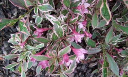 Weigela florida MONET® 'Verweig'- Rose Weigela; Old Fashioned Weigela - Weigela florida MONET® 'Verweig'