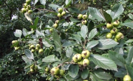 Crataegus punctata - Weißdorne - Crataegus punctata