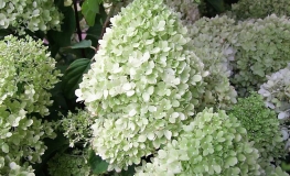 Hydrangea paniculata 'Limelight' PBR - Panicle hydrangea - Hydrangea paniculata 'Limelight' PBR