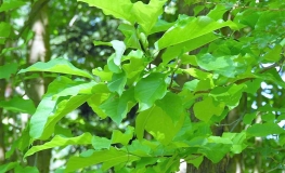 Magnolia acuminata - magnolia drzewiasta - Magnolia acuminata