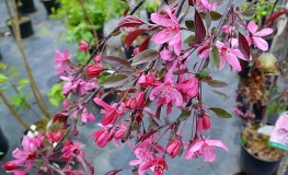 Malus 'Royal Beauty'- Zierapfel - Malus 'Royal Beauty'