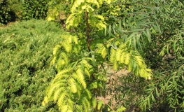 Metasequoia glyptostroboides Goldrush - metasekwoja chińska - Metasequoia glyptostroboides Goldrush